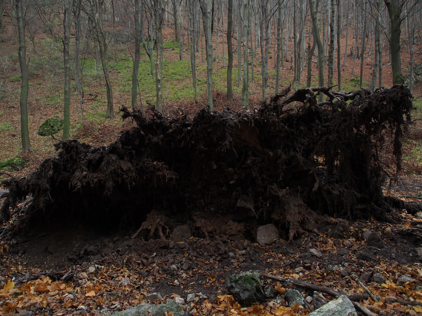 Roots