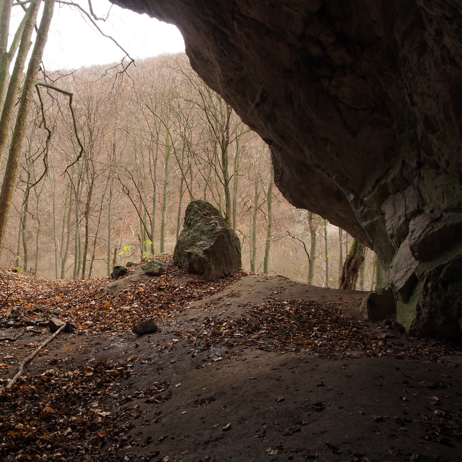 Lonesome Tooth