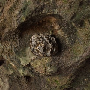 Polutionite